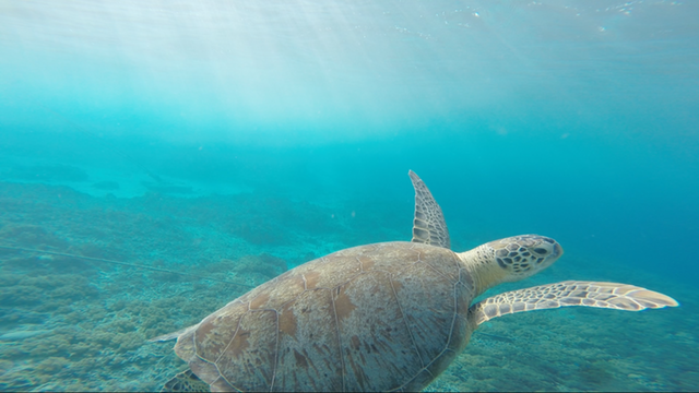 Green Sea Turtle